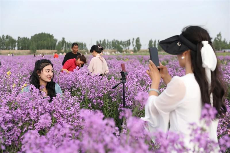 10萬余人次！太極莊首屆紫色油菜花節(jié)收官