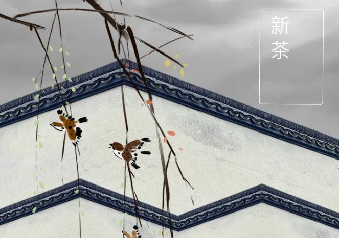 太極莊新菊上市！白菊婉清顏，芳香滿庭院